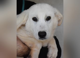 Ryther - Für diese traurige Geschicht...