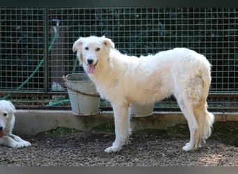 Alida - Unter dem Mantel der Verwahrlosung