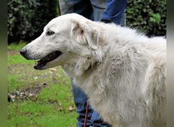 Ariotte - Weiße Schönheit liebt Menschen und sucht Dich!