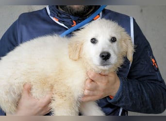 Cilwen - SOS - Weiß jemand, was aufpassen eigentlich heißt ?