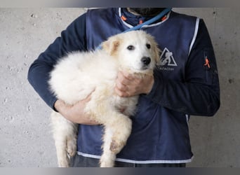 Calira - SOS - Weiß jemand, was aufpassen eigentlich heißt?