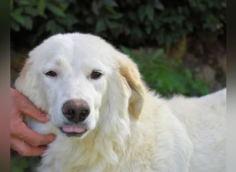 Kandie - Allein im Grau