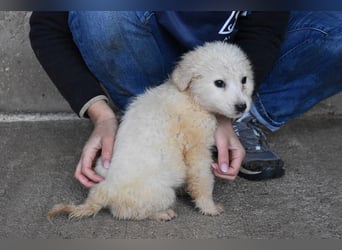 Cilwen - SOS - Weiß jemand, was aufpassen eigentlich heißt ?