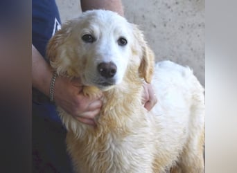 Harriette - weiß, es wird einmal ein Wunder gescheh'n