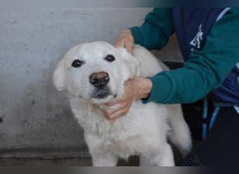 Rionel - Für diese traurige Geschicht...