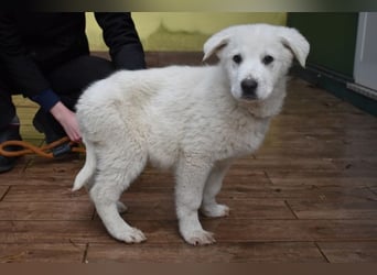 Hectorin - So kleine Herzen...