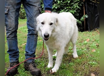 Ariotte - Weiße Schönheit liebt Menschen und sucht Dich!