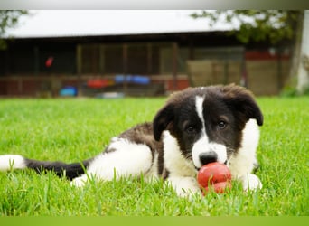 Uriel -  Zeigst du mir den Weg?