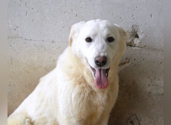 Roderico - Für diese traurige Geschicht...