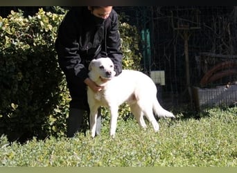 Talete - das Stehaufmännchen