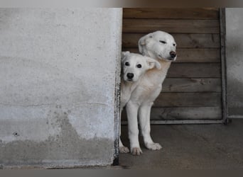 Roderico - Für diese traurige Geschicht...
