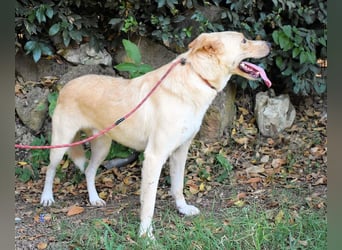 Admeto - Nur ein Wunsch: endlich nach Hause!