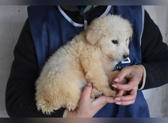 Cilwen - Weiß jemand, was aufpassen eigentlich heißt ?