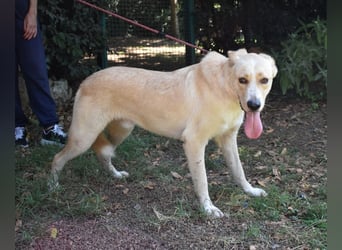 Admeto - Nur ein Wunsch: endlich nach Hause!