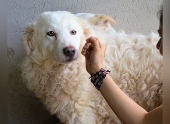 Volturno - Alles was es braucht, ist eine Chance