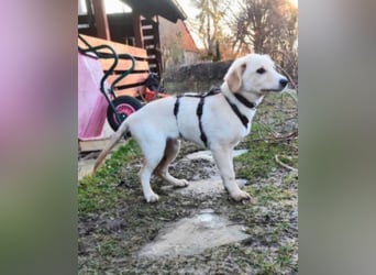 Neve - vorsichtig, anhänglich und bereit zu vertrauen