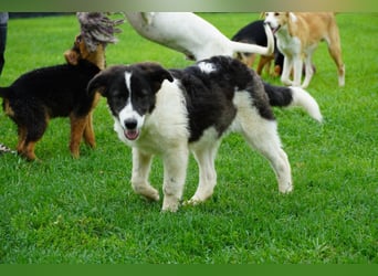 Uriel -  Zeigst du mir den Weg?