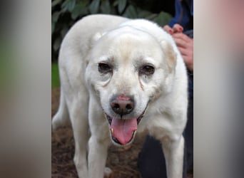 Talete - das Stehaufmännchen