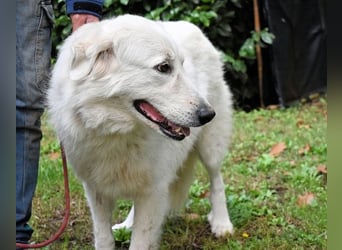 Ariotte - Weiße Schönheit liebt Menschen und sucht Dich!