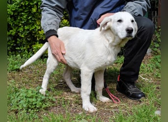 Hectorin - So kleine Herzen...