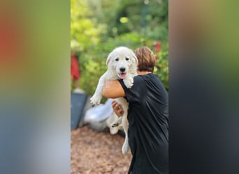 Fiete - der vergessene Hundejunge