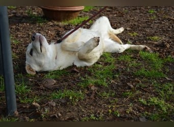 Admeto - Nur ein Wunsch: endlich nach Hause!