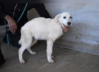 Roderico - Für diese traurige Geschicht...