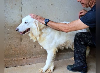 Harriette - weiß, es wird einmal ein Wunder gescheh'n