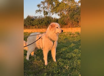 Caramel - ein sanfter Junge auf der Suche nach Vertrauen
