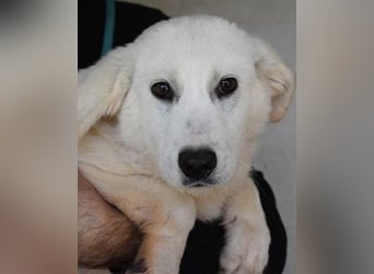 Ryther - Für diese traurige Geschicht...