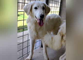 Harriette - weiß, es wird einmal ein Wunder gescheh'n