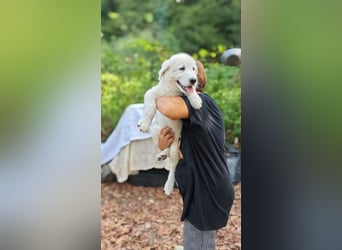 Fiete - der vergessene Hundejunge