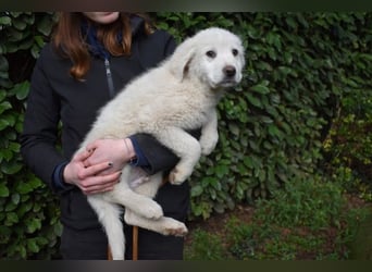 Hirion - So kleine Herzen...