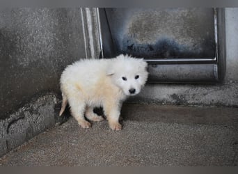 Clyro - SOS - Weiß jemand, was aufpassen eigentlich heißt ?