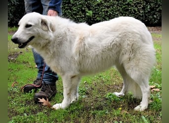 Ariotte - Weiße Schönheit liebt Menschen und sucht Dich!