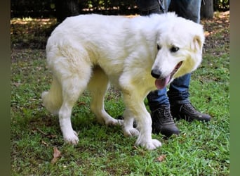 Ariotte - Weiße Schönheit liebt Menschen und sucht Dich!