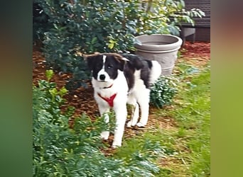 Uriel -  Zeigst du mir den Weg?