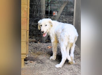 Radulf - Weiß, klug und wunderschön