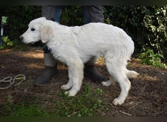 Syrio - So jung und so chancenlos ..