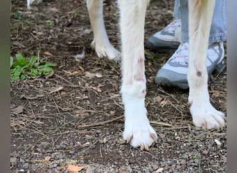 Talete - NOTFALL - Wenn man ehrlich ist