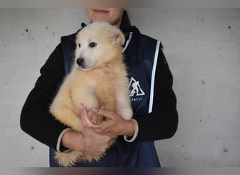 Cairox - SOS - Weiß jemand, was aufpassen eigentlich heißt?