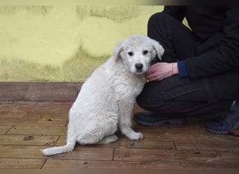 Harlan - So kleine Herzen...