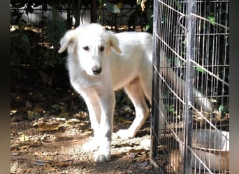 Cedro - Verständnis, Liebe & Geduld!