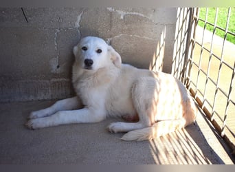 Ryther - Für diese traurige Geschicht...