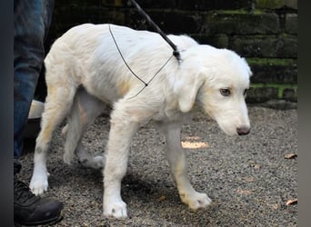 Rafael - Weiß, klug und wunderschön