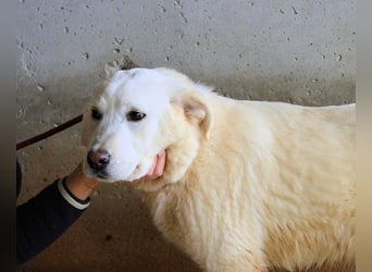Roderico - Für diese traurige Geschicht...