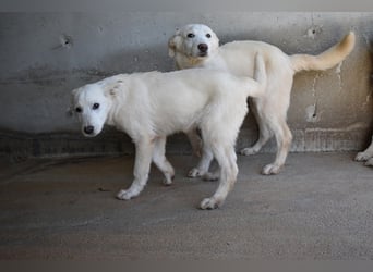 Roderico - Für diese traurige Geschicht...