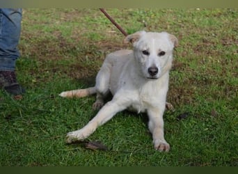 Admeto - Nur ein Wunsch: endlich nach Hause!