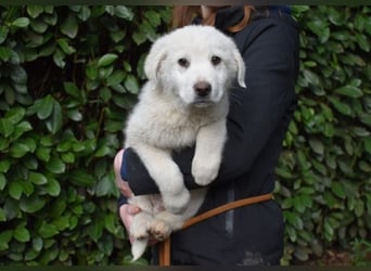 Hirion - So kleine Herzen...