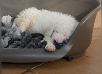 Bullo - Jede Menge tolle Dinge....